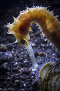 Backlit seahorse by Greg Duncan 
